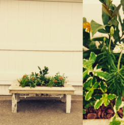 Rynanothermanstreasure